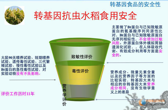 轉基因水稻的安全性評價