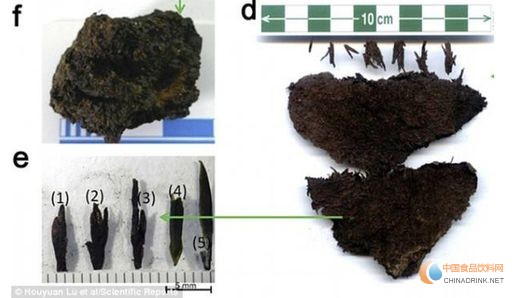 右圖為發(fā)現(xiàn)的茶葉，左下圖為茶芽，這是目前全世界發(fā)現(xiàn)最早的茶葉。